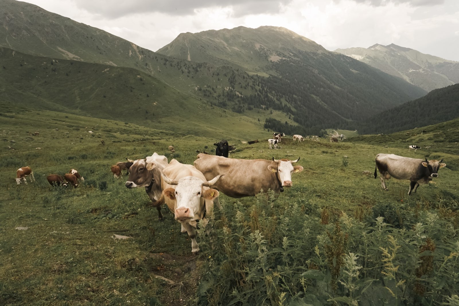 Mucche al pascolo a Malga Bordolona